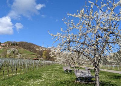 Bild der Umgebung von St. Martin